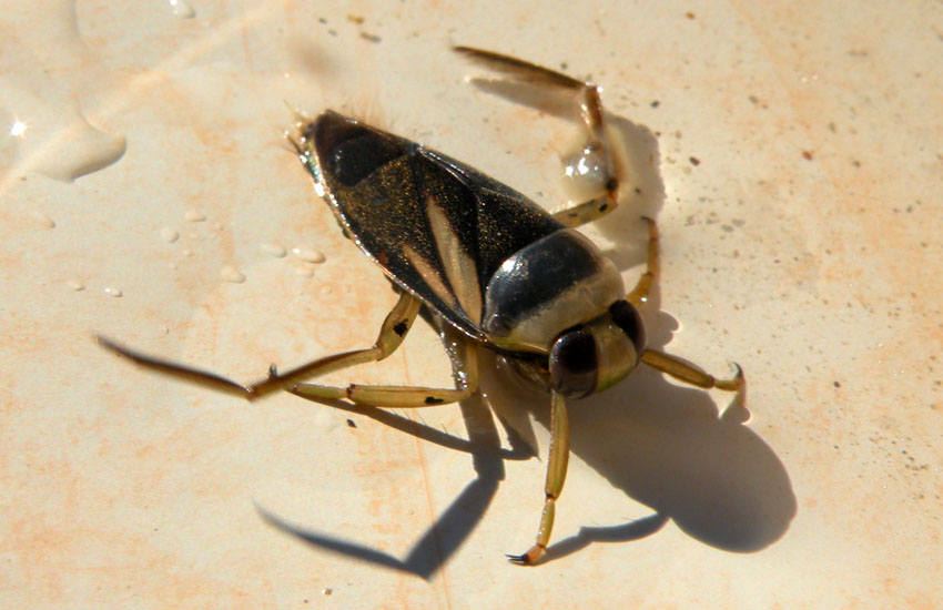 Notonecta sp